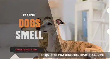 Exploring the Scent Sense of Whippet Dogs: Do They Smell?