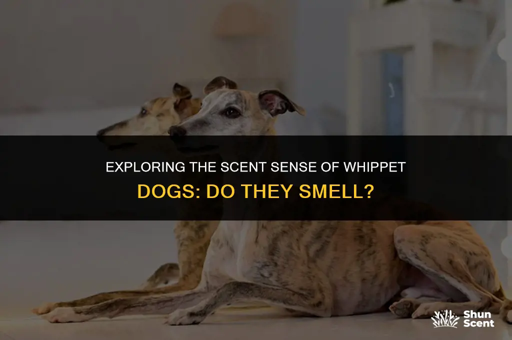 do whippet dogs smell