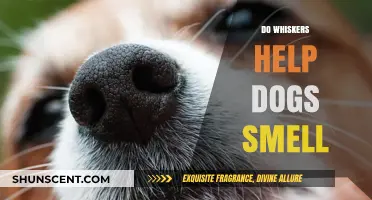 Unleashing the Power of Whiskers: Enhancing a Dog's Sense of Smell