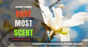 Do White Flowers Smell the Strongest? Unveiling the Scent Myth