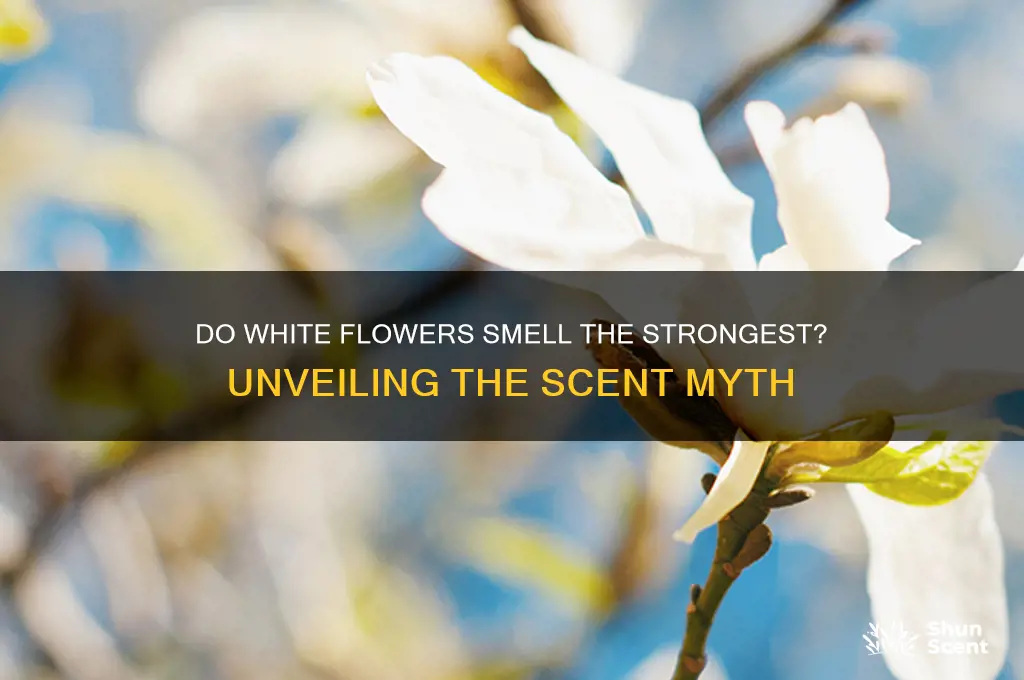 do white flowers have most scent