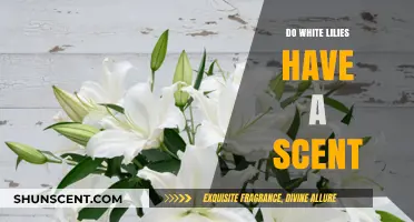 Do White Lilies Smell? Unveiling the Scent Mystery of These Elegant Flowers