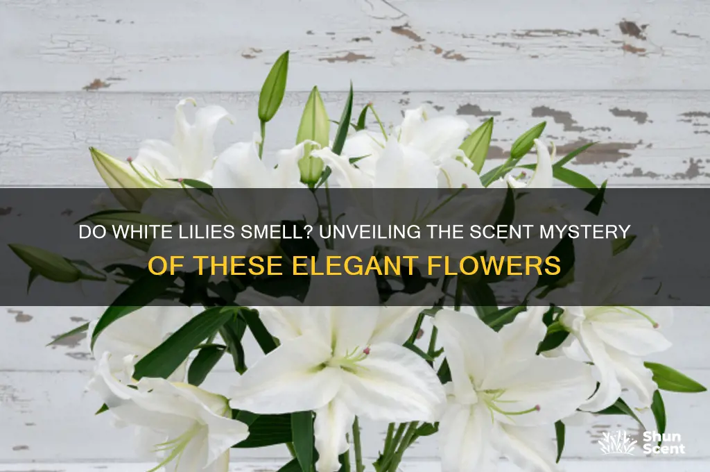 do white lilies have a scent
