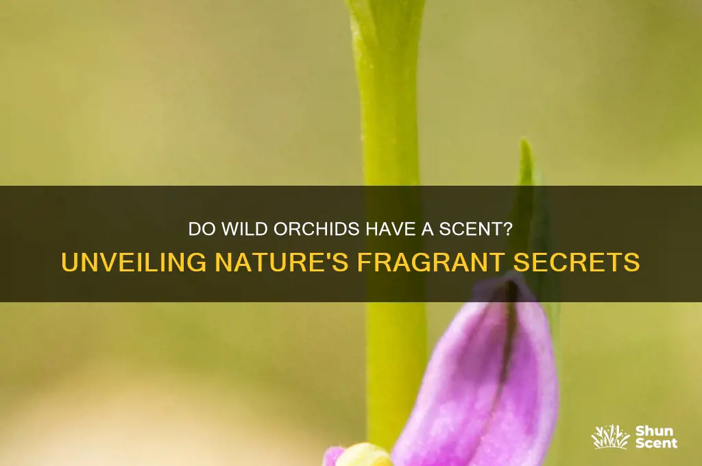 do wil orchids have a scent