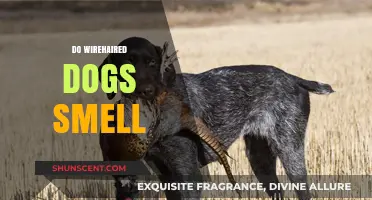 Unraveling the Myth: Do Wirehaired Dogs Really Have a Stronger Scent?