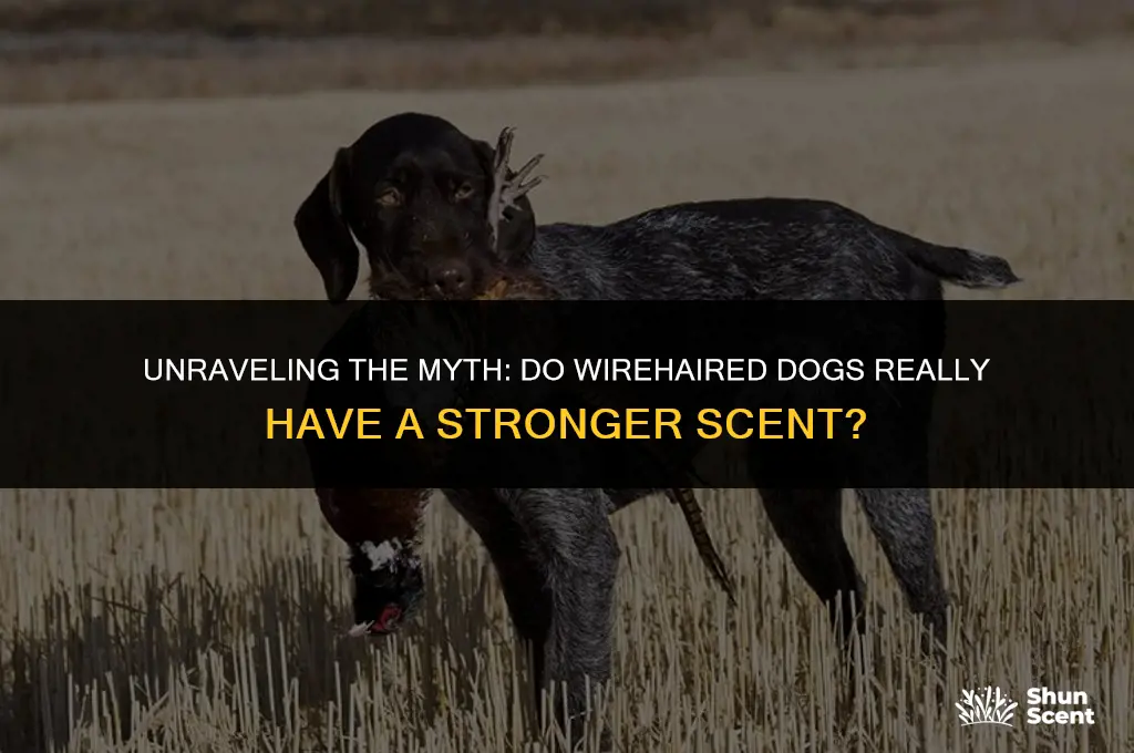 do wirehaired dogs smell