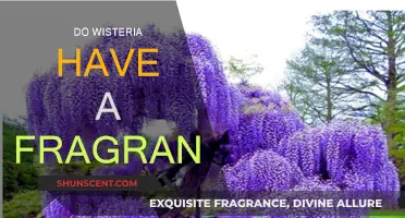 Wisteria Fragrance: A Fragrant Flower or Not?