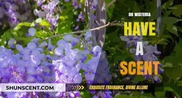 Do Wisteria Flowers Have a Scent? Unveiling Their Fragrant Mystery