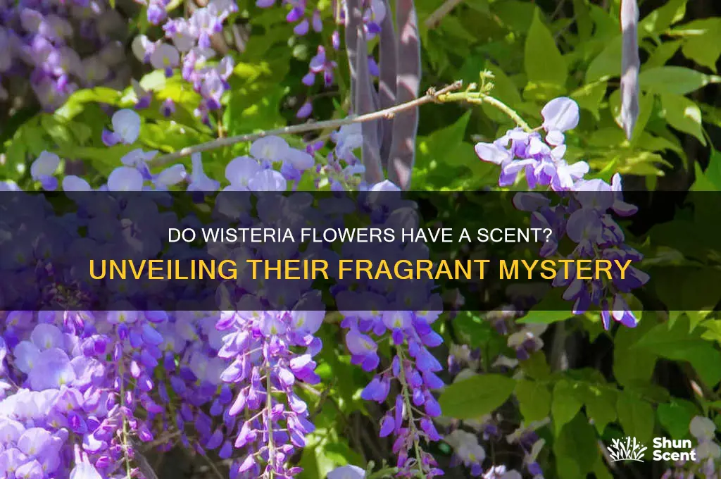 do wisteria have a scent