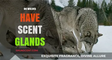 Unveiling the Truth: Do Wolves Possess Scent Glands for Communication?