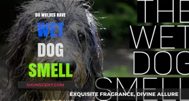 Exploring the Myth: Do Wolves Really Have That Wet Dog Smell?