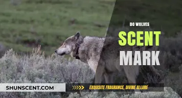 Unveiling the Mystery: How and Why Wolves Use Scent Marking