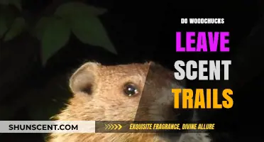Woodchuck Scent Trails: Uncovering Their Secret Communication Methods