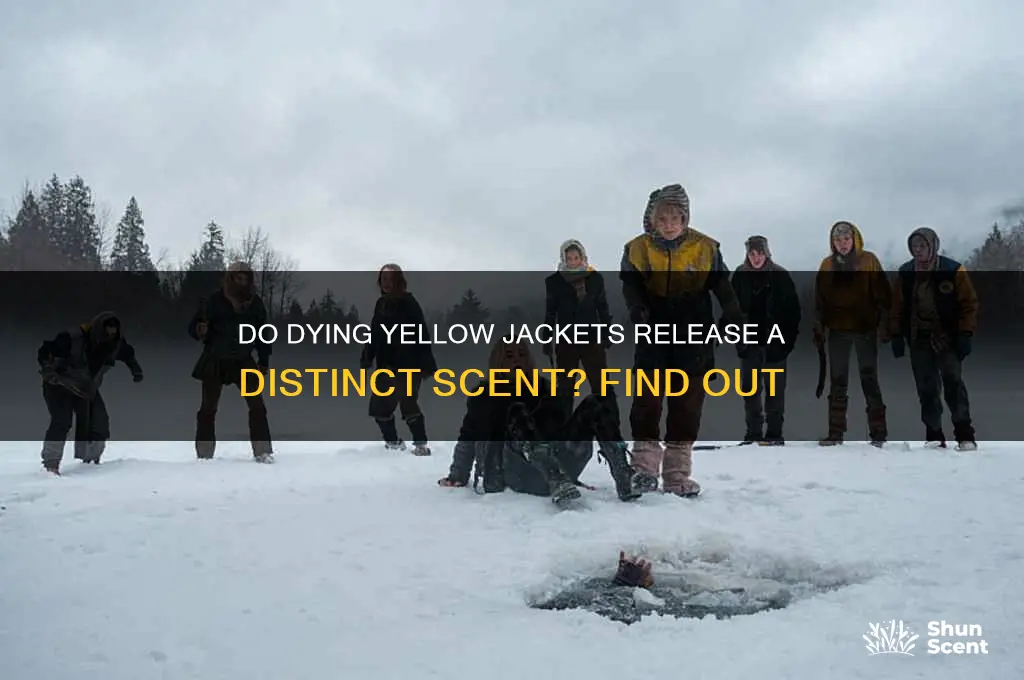 do yellow jackets give off a scent when they die