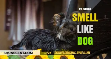 Do Yorkies Smell Like Dog? Unraveling the Truth Behind the Myth