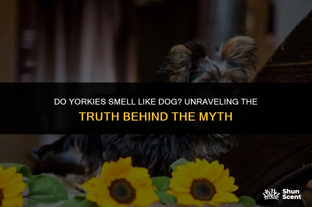 do yorkies smell like dog