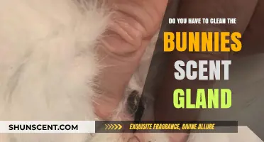 Cleaning Your Bunny's Scent Gland: Essential Care or Optional Task?