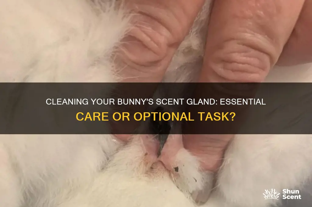 do you have to clean the bunnies scent gland