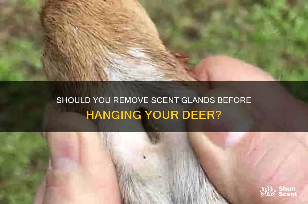 do you need to remove scent glands before hanging deer