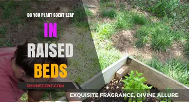 Planting Scent Leaf in Raised Beds: Benefits, Tips, and Best Practices