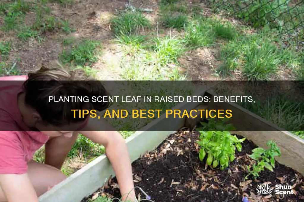 do you plant scent leaf in raised beds