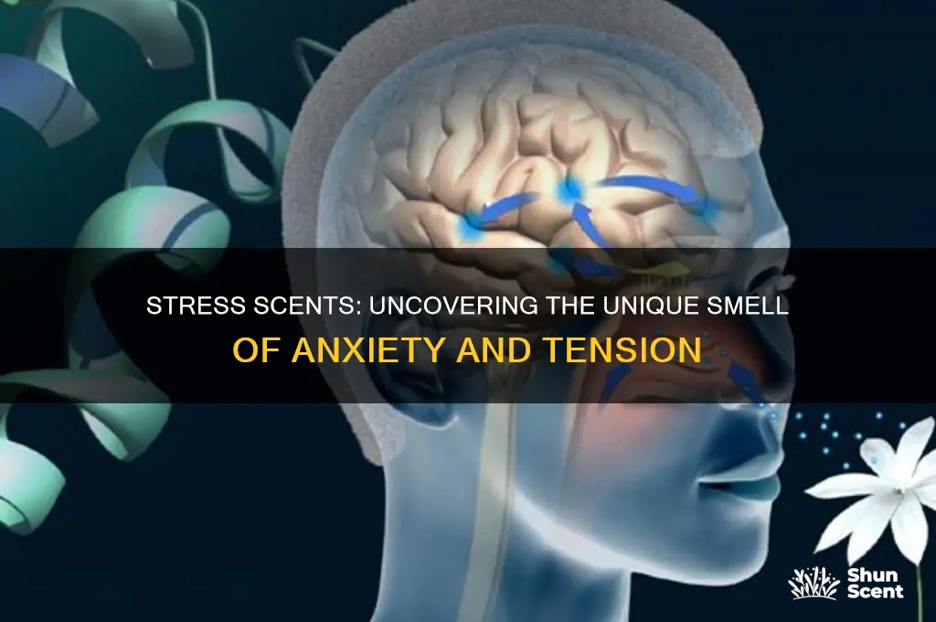 do you produce a different scent when you are stressed