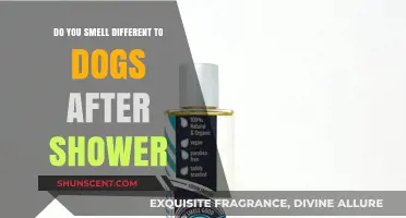 Fresh Out of the Shower: Unveiling the Truth About Your Scent to Dogs