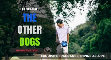 Canine Chronicles: Tales from the Dog Park - Do You Smell the Other Dogs?