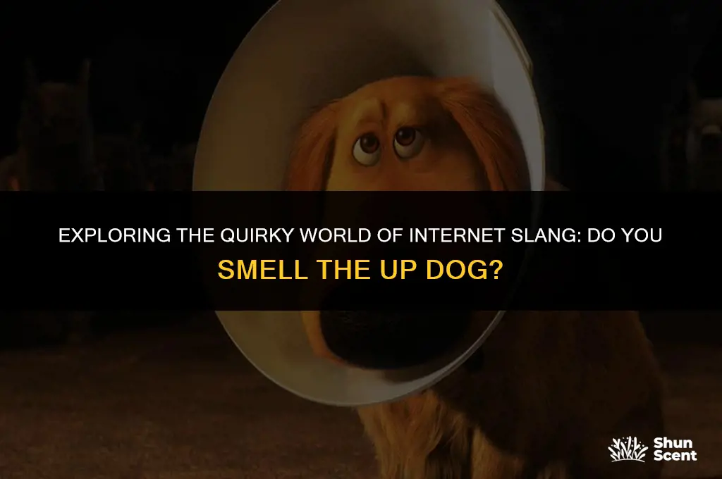 do you smell the up dog