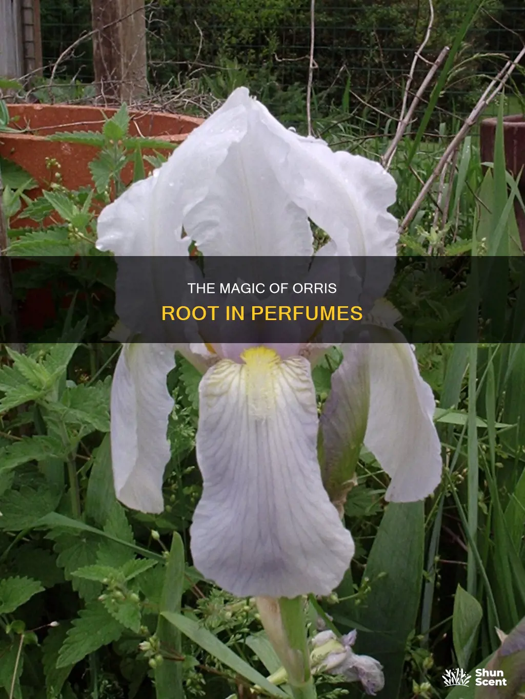 do you use powdered orris root in making perfume