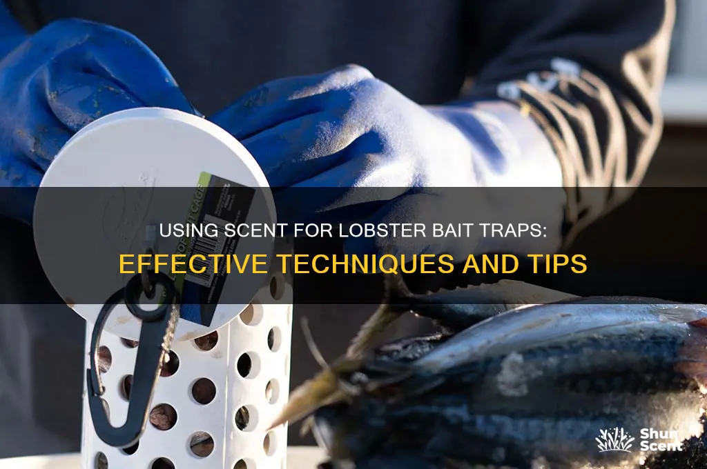 do you use scent for lobster bait trap