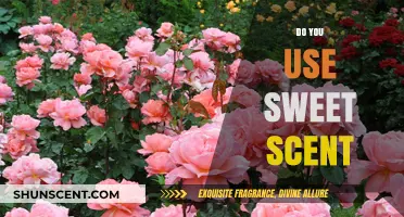 Sweet Scent Secrets: Enhancing Your Space with Aromatic Elegance