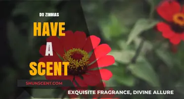 Do Zinnias Have a Scent? Unveiling the Truth About Their Fragrance