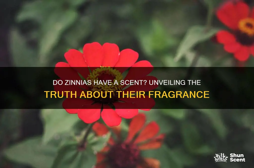 do zinnias have a scent