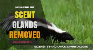 Do Zoo Skunks Keep Their Scent Glands? The Surprising Truth