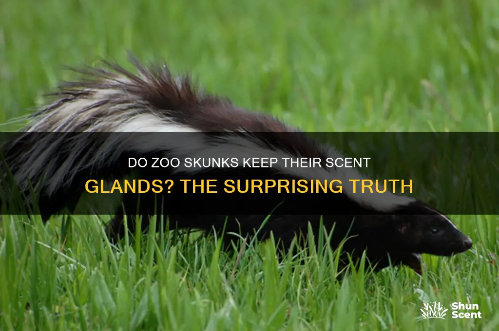 do zoo skunks have scent glands removed