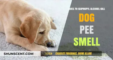 Effective Odor Elimination: Does Isopropyl Alcohol Neutralize Dog Urine Smell?