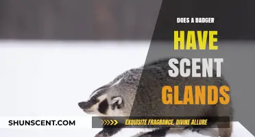 Do Badgers Have Scent Glands? Uncovering Their Secretive Defense Mechanism