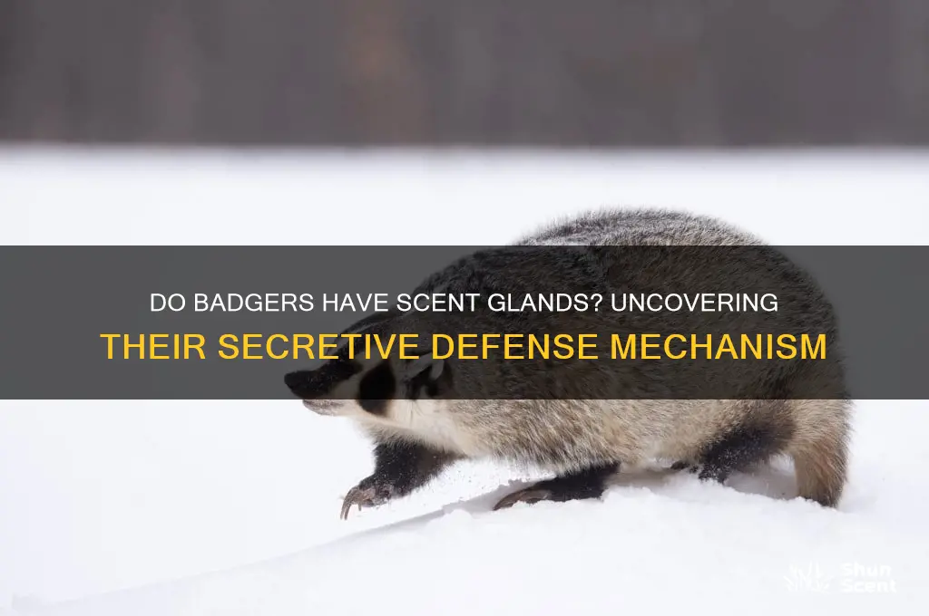 does a badger have scent glands