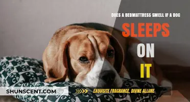 Canine Comfort: Does Your Dog's Slumber Affect Your Mattress's Scent?