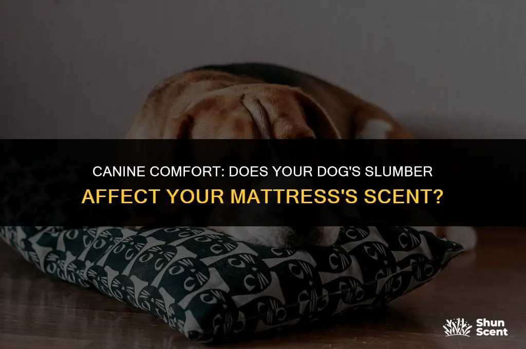 does a bedmattress smell if a dog sleeps on it