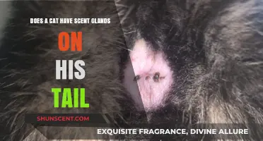 Do Cats Have Scent Glands on Their Tails? Exploring Feline Anatomy