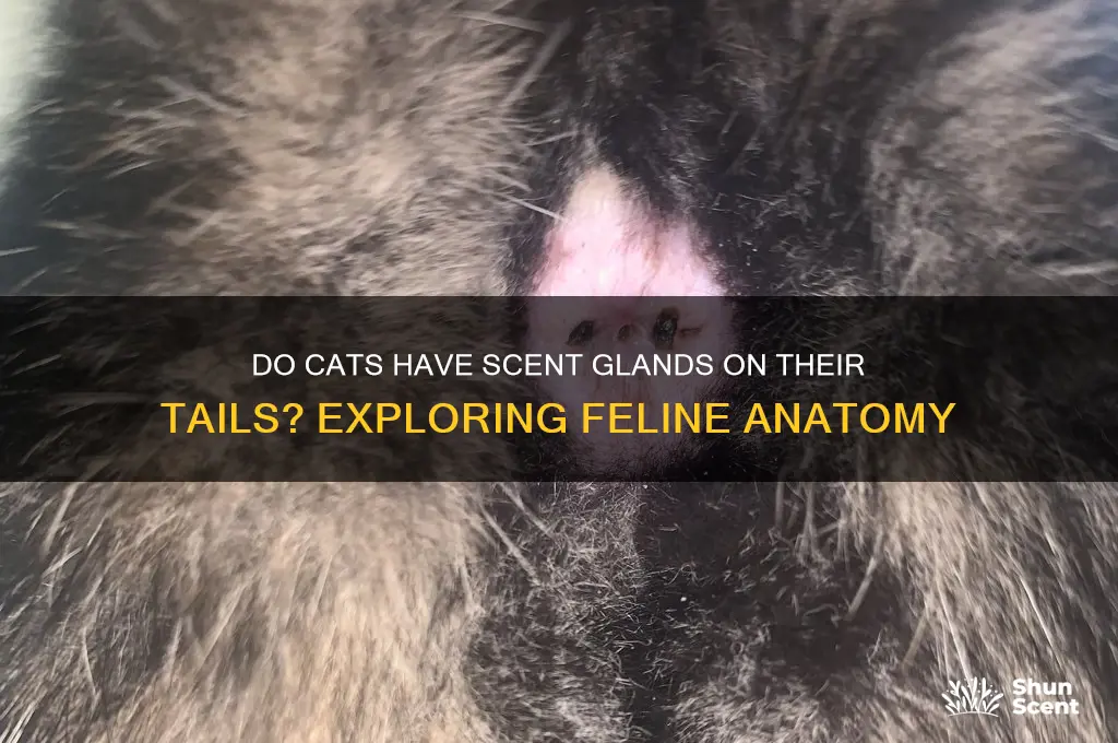 does a cat have scent glands on his tail