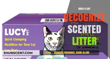 Can Cats Recognize Scented Litter? Exploring Feline Preferences and Behavior