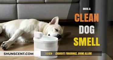 The Truth About Canine Cleanliness: Does a Clean Dog Really Smell?