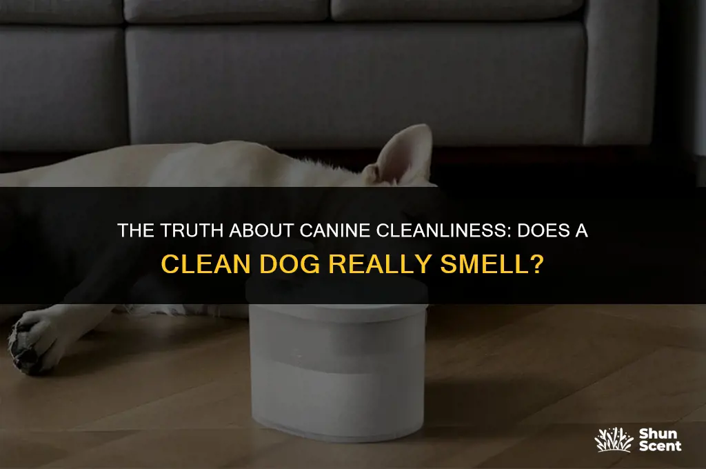 does a clean dog smell