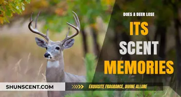Do Deer Forget Scents? Unraveling Their Olfactory Memory Mysteries