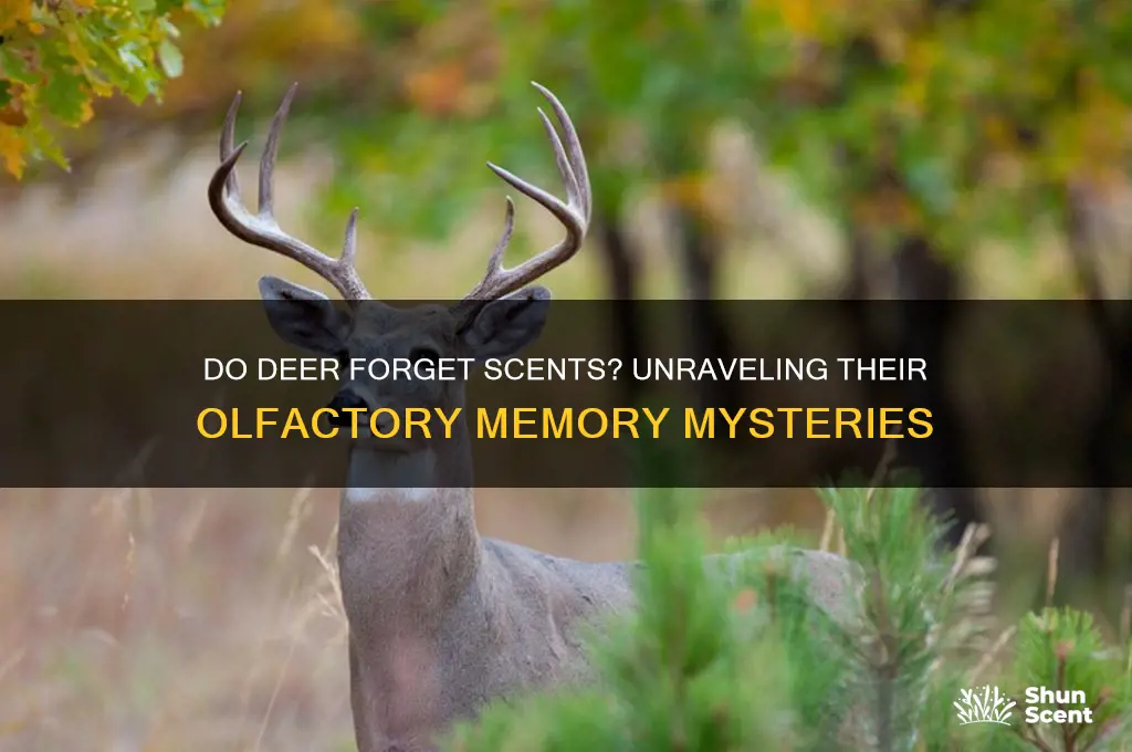 does a deer lose its scent memories