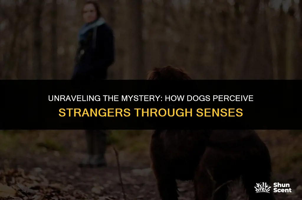 does a dog hear or smell strneger