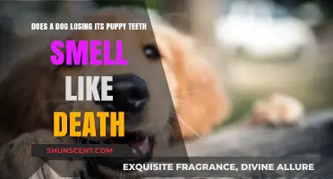 The Truth About Puppy Teeth Loss: A Guide for Concerned Dog Owners